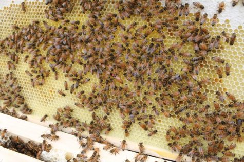 How to become a beekeeper