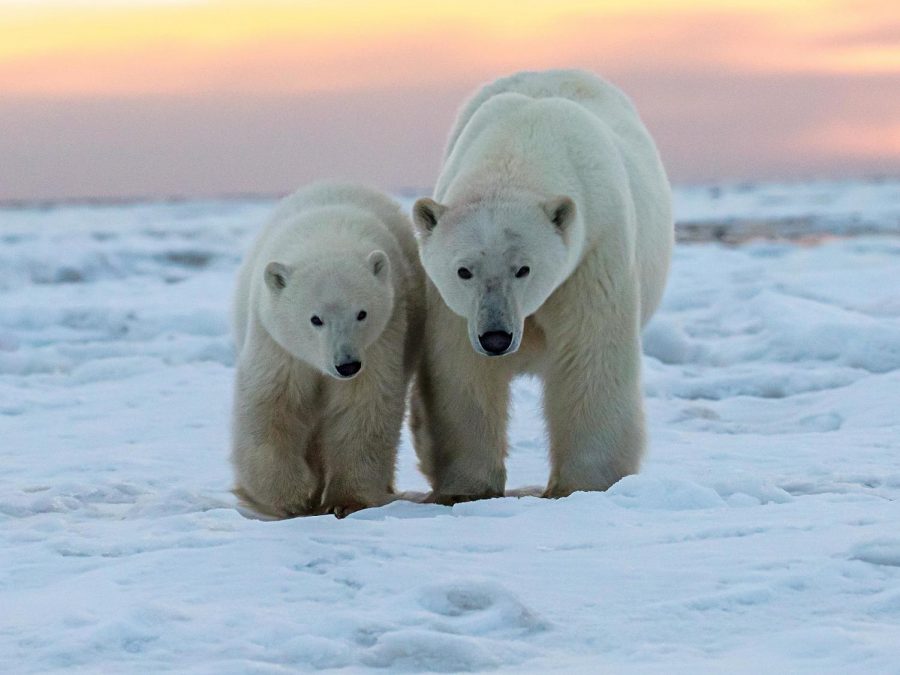 International Polar Bear day brings awareness to global warming and environmental problems