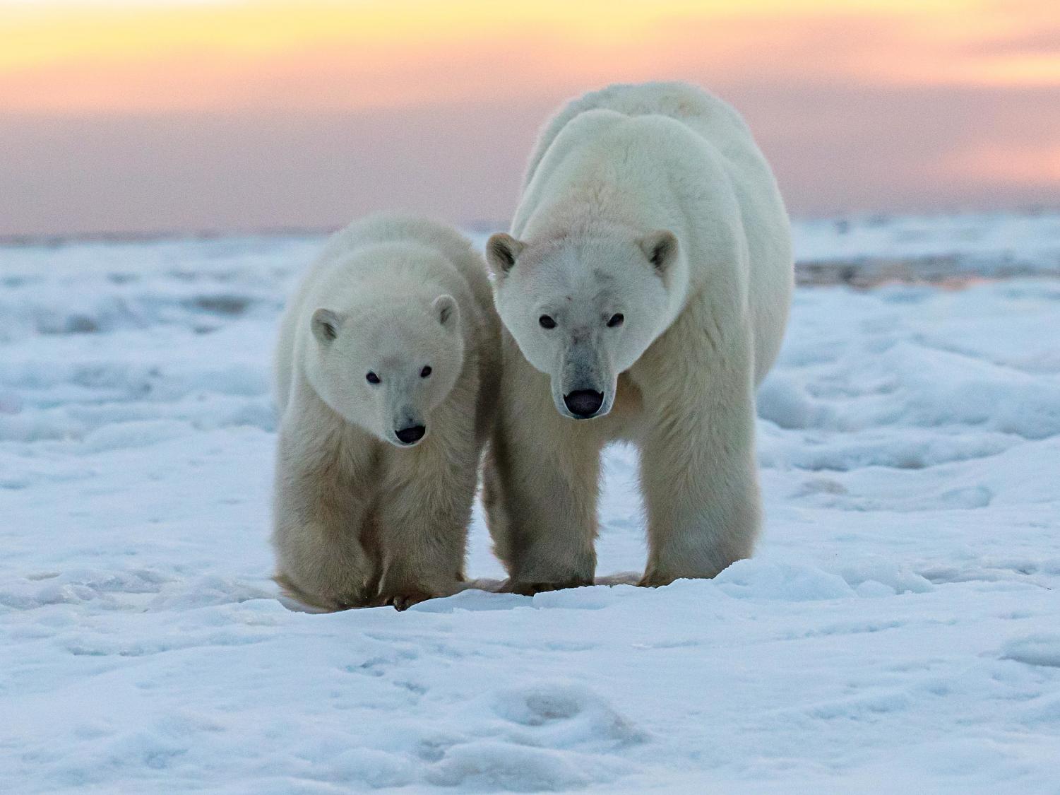 international-polar-bear-day-brings-awareness-to-global-warming-and