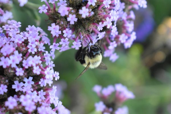 Close-up of bumblebee on small pink flowers