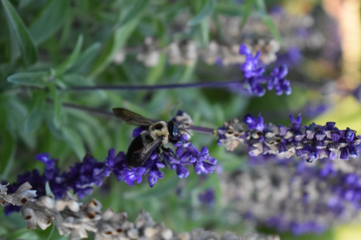 Close up of purple flowers