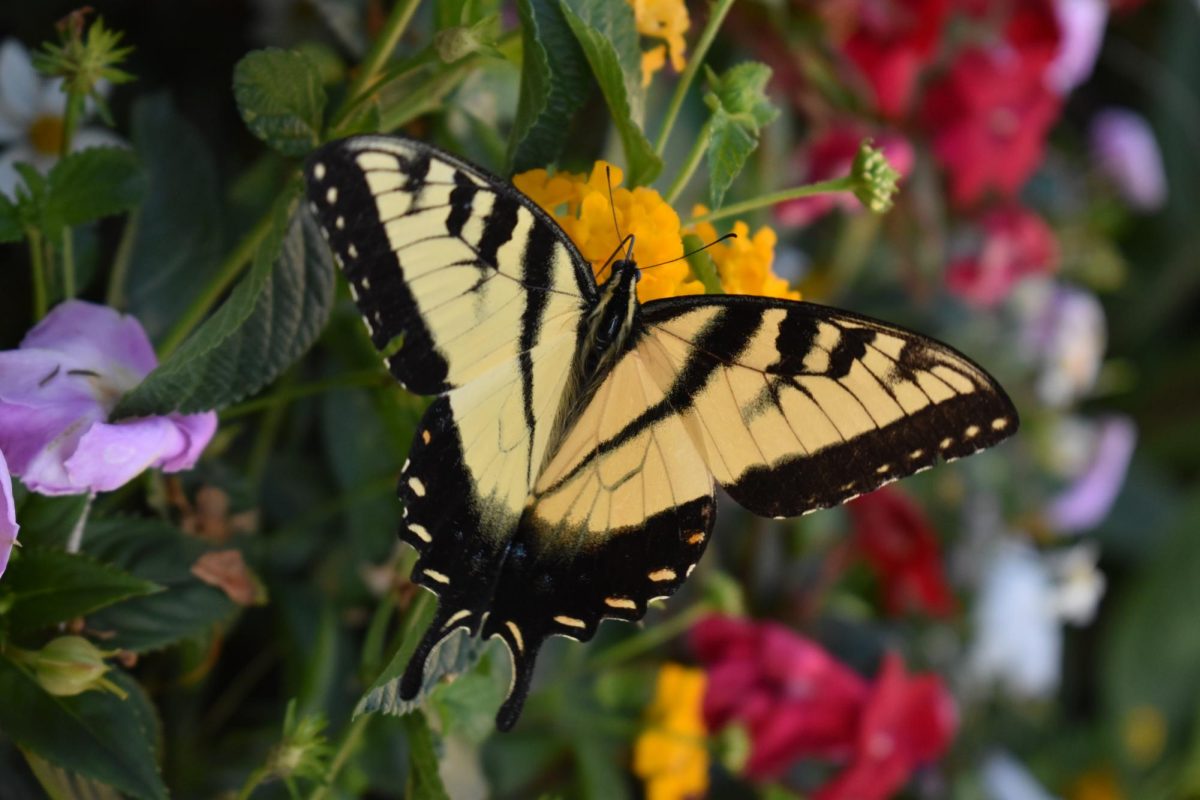 A zebra swallowtail butterfly on a yellow flower