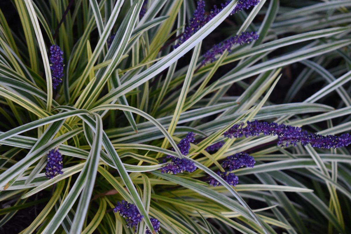 Close up of spider plants at Oglebay Park