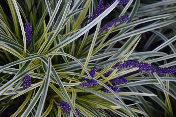 Close up of spider plants at Oglebay Park
