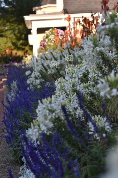 Close-up of flowers at Oglebay Park