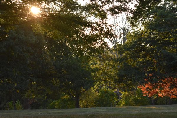 Sun peeing through trees at Oglebay Park